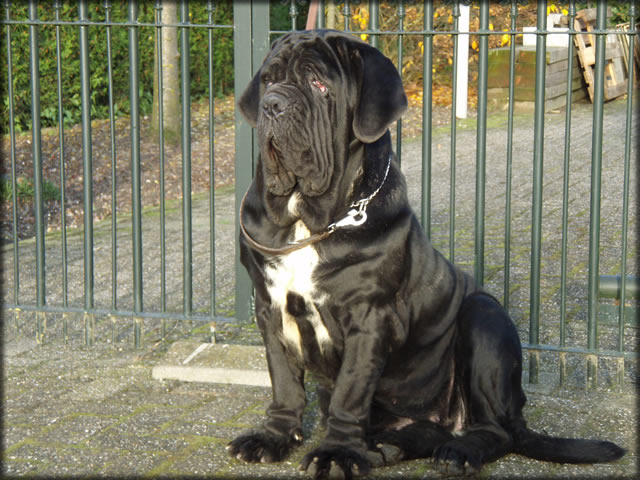 mastino napoletano: Yasmin de Azzurra